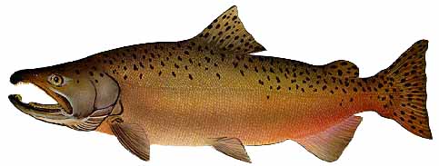 chinhook